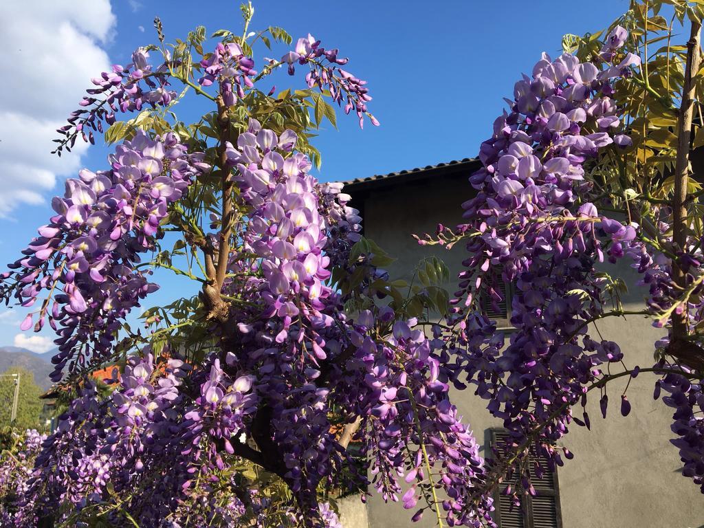 B&B Villa Dei Pini Каннобио Экстерьер фото