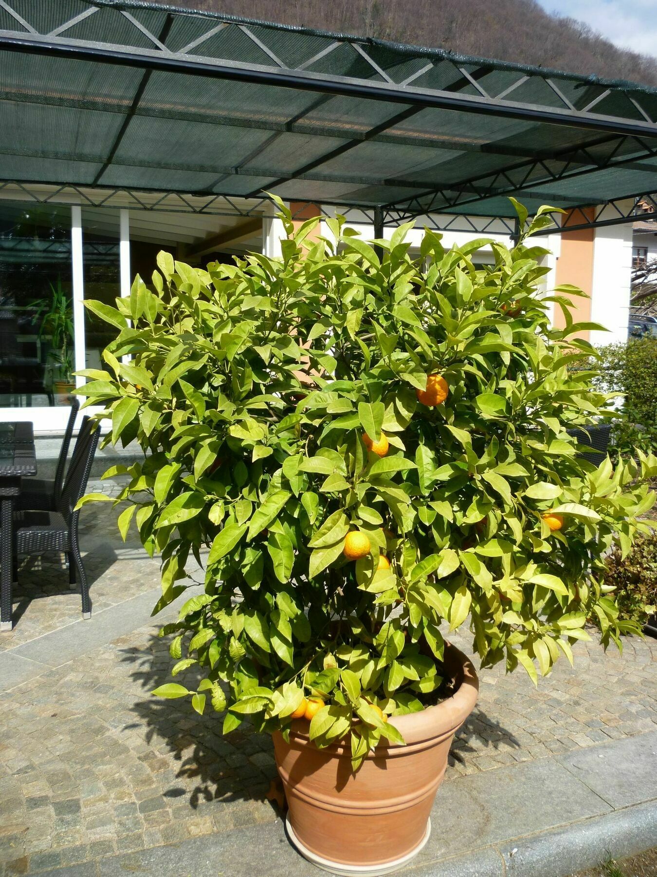 B&B Villa Dei Pini Каннобио Экстерьер фото